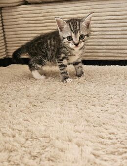 Kitten - Mettingen