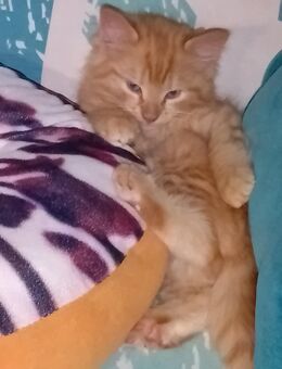 Kitten Katzenbabys Norwegische Waldkatze Maine Coon Tricolor Blau Rot Creme - Kindenheim