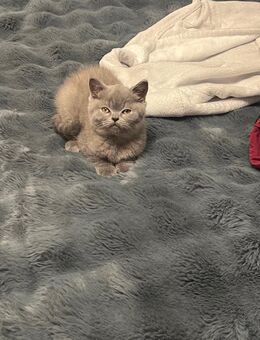 Britisch Kurzhaar kleine junge - Nordhausen Petersdorf