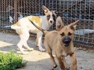 Cleo&Nona suchen Körbchen -auch getrennt - Gevelsberg