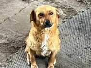 Kleine, tapfere Emma sucht ihr Zuhause - Berlin