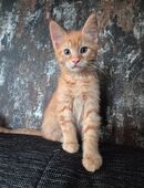 Mainecoon Mix Kater in 29345