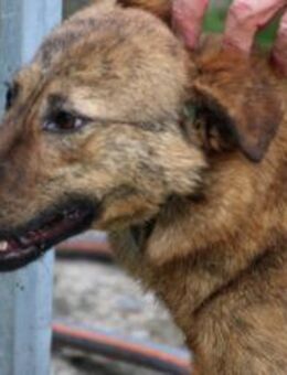 Marinos - sensibel u. zZ zurückhaltend - Lohra