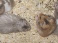 Junge bunte Teddyhamster Hamster männlich weiblich Tierversand möglich in 01844