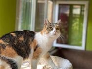 Nelli wünscht sich ein eigenes Zuhause - München