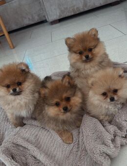 Pomeranian Welpen - Bohmte