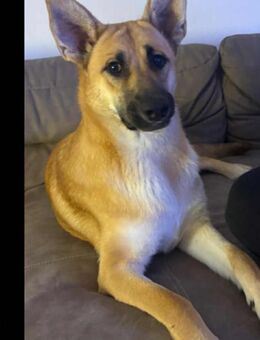 Fröhliche Kira sucht liebevolles Zuhause - Mannheim