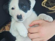Labrador Border-Collie mix - Röckwitz