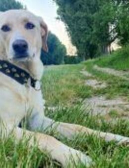 Athena - Hündin in Deutschland - Lenningen