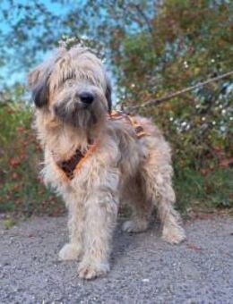 Püppi, schüchterne Hundedame, 1J 45468 - Vaterstetten