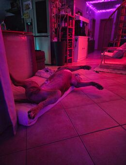 American bully xl Sucht ENDPLATZ - Staufenberg (Hessen)