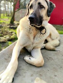 Großer Rüde Charlie - Beckingen