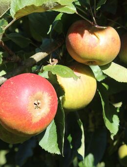 BIO - Äpfel, Sorte Roter Boskop - Neuenrade