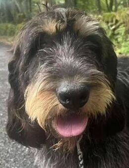 CALIFA - ausgeglichen und liebevoll - Regensburg