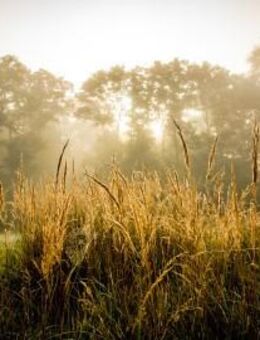 Ein Dauersingle M 50 vom Dorfe sucht die passende Sie für immer... - Uchte