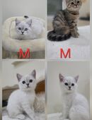 BKH Kitten ab sofort abgabebereit in 56355