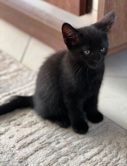 BKH Mix Braun Kitten - Bönen