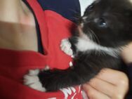 Katzenbabys suchen ein Zuhause - Chorin