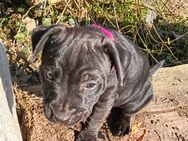 Patterdale Terrier Welpen