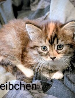 Süße Kitten abzugeben - Oberhausen