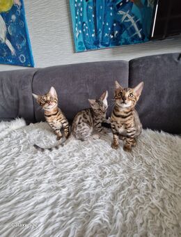 Bengal Kitten geboren 29.06.25 - Hamburg