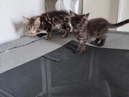 Maine coon XXL dürfen ausziehen - Essen