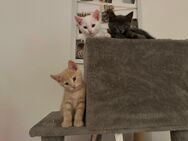 4 Kitten abzugeben🐈🐈‍⬛🐈🐈‍⬛ - Hamburg