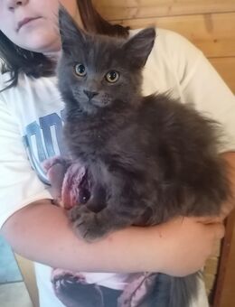 4 Maine Coon mix Kitten abzugeben - Liebenburg