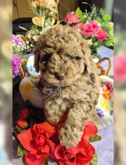 Zuckersüße Labradoodle welpen - Frankfurt (Main)