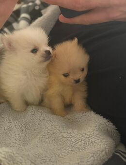 Pomeranian (Zwergspitz) Welpen - Rheinau