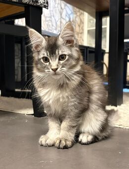 XXL Maine coon kitten alte line mit Stammbaum - Lindenberg (Allgäu) Zentrum