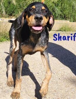 Sharif sportlicher Begleiter 5/24 ESP - Ruppertsecken