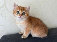 BKH Kitten mit Stammbaum,Britisch Kurzhaar Kätzchen - München Bogenhausen