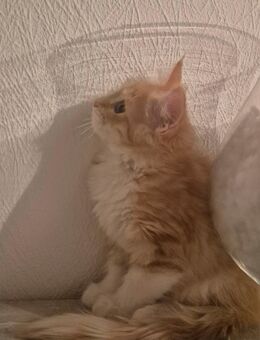 Wunderschönes zartes Maine Coon Mädchen - Roigheim