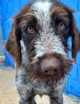 FITO - anhänglich und verschmust! - Sulzbach-Laufen