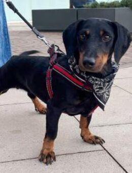 Pepe sucht seine Familie - Lenningen