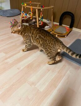 Bengal Deckkater - Veitsbronn