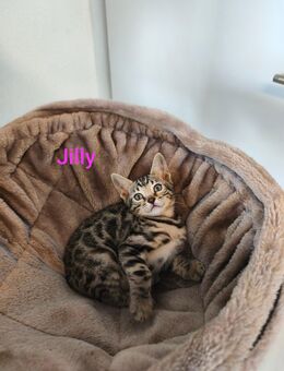 Reinrassige Bengal Kitten mit Stammbaum - Brigachtal
