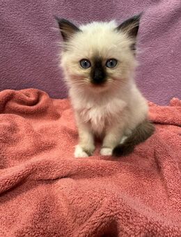 Reinrassige Heilige Birma Kitten mit Stammbaum - Iserlohn