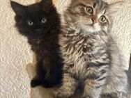 Katzenbabys Persermix - Geisenfeld