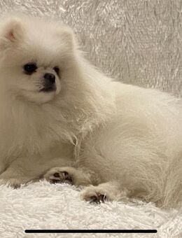 34 Deckrüde Spitz Zwergspitz Pomeranian SCHNEE WEISS (kein Verkauf) - Iserlohn