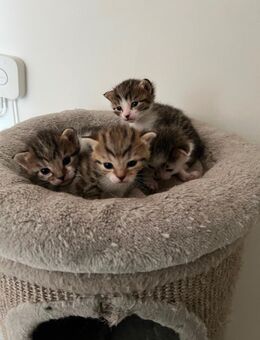 4 Süße Halb BKH Kitten suchen neues Zuhause - Bischofsheim