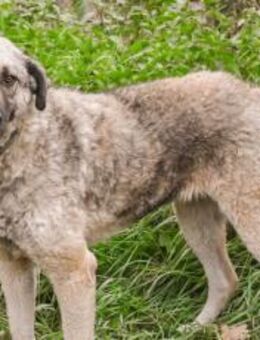 Skipper sucht ihr Glück - München