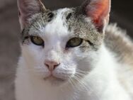 Garfield, sehr verspielt, neugierig - Westerholt
