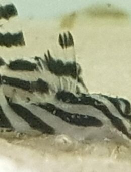 L46 - Hypancistrus Zebra - Sulingen Zentrum