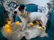 Jack Russell Terrier Deckrüde - Sülfeld