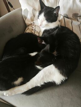 Katzen Babys suchen neues Zuhause - Hilpoltstein