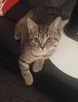 Katzen babys Britisch kurzhar - Iserlohn