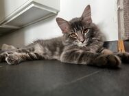 Traumhafte Maine Coon Mix Kitte - Helsa