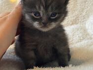 BKH Kater in Schwarz - Dortmund
